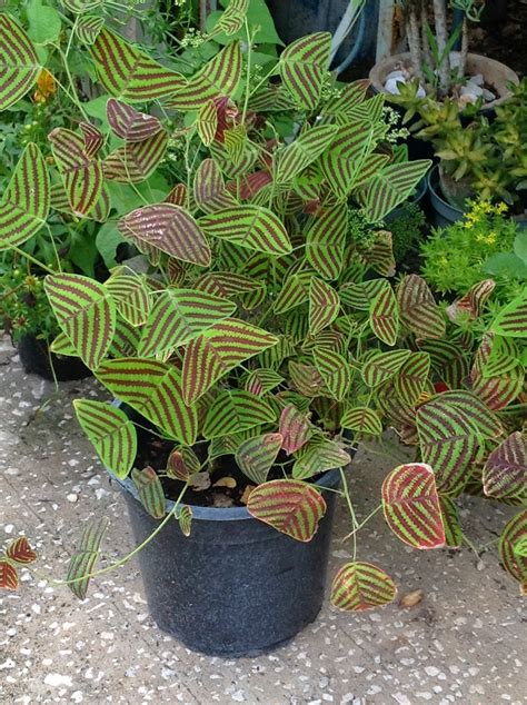 HeyPlantMan! Exotic Tropical Plants from St. Pete FL: Butterfly Wing ...