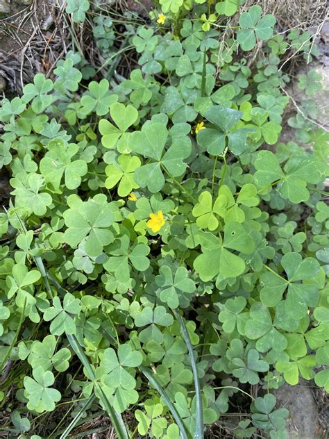 Oxalis Vs Clover (Lawn Weeds Similarities & Differences) - Lawn Phix