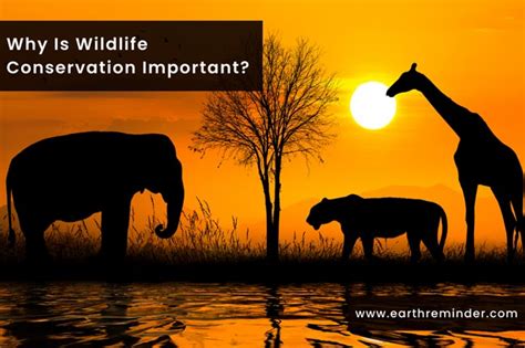 12 Reasons Why Is Wildlife Conservation Important? | Earth Reminder