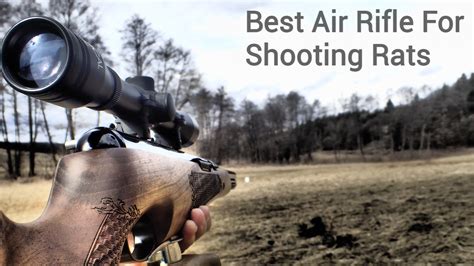 Best Air Rifle / Pellet Gun for Shooting Rats - [December 2024 Updated]