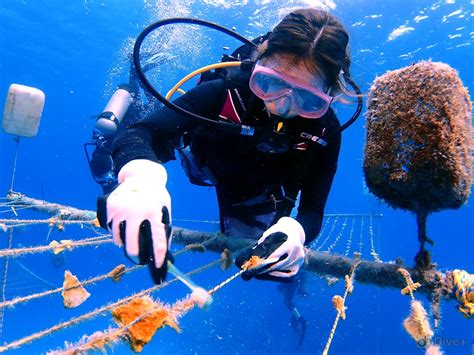 Collaboration is key to rebuilding coral reefs - UQ News - The University of Queensland, Australia