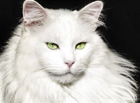 Top 10 mesmerizing white cat breeds you will love to pet