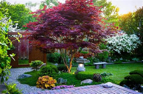 How To Prune Japanese Maples Plantingtree | Free Download Nude Photo ...