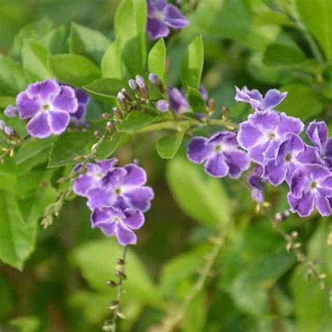 Duranta erecta (Duranta erecta) - position, watering, fertilization, pruning