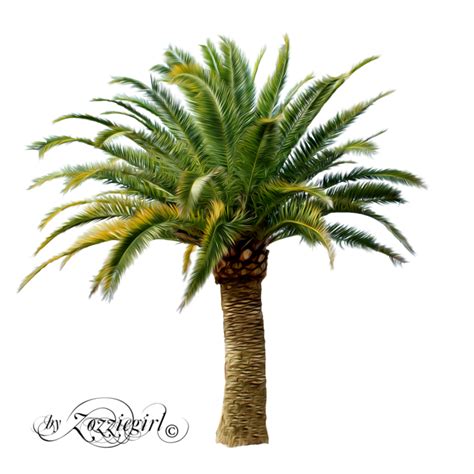 Palm Tree Png, Palm Trees, Arabesque, Canary Island Date Palm, Doodle ...