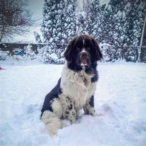 snow fun : r/NewfoundlandDogs