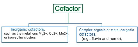 Enzyme, Coenzyme, Apoenzyme, Holoenzyme, and Cofactor