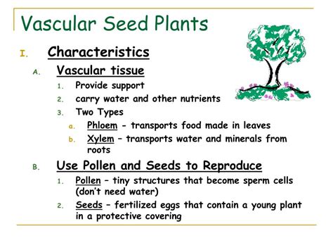 PPT - Vascular Seed Plants PowerPoint Presentation, free download - ID ...