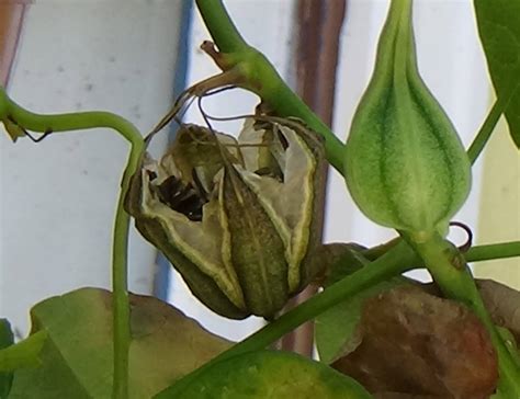 Dutchman's Pipe vine seed capsules. This California native plant is an essential host plant for ...