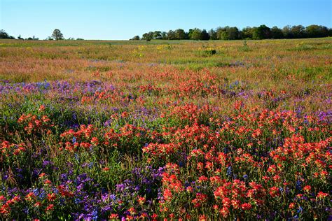 Texas Spring Wildflowers Photograph by Lynn Bauer