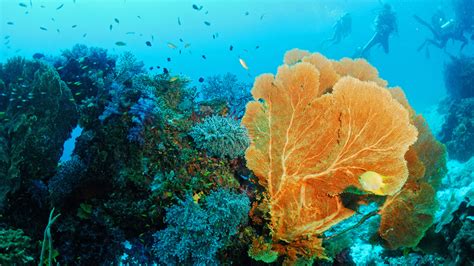 Similan Islands Diving - Similan Islands