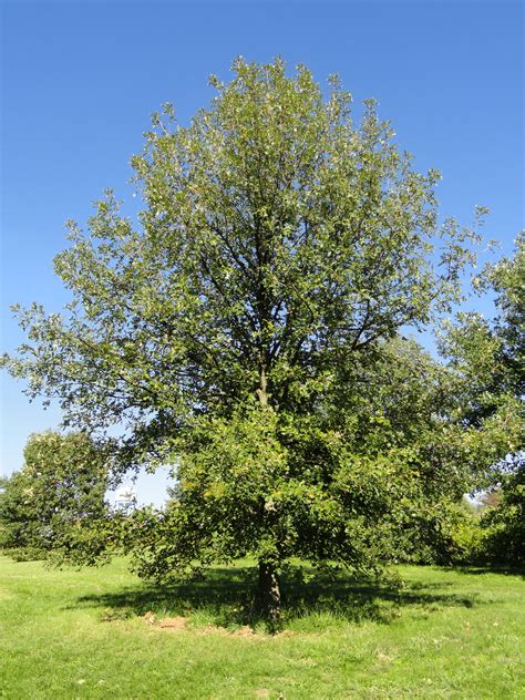 File:Quercus macrocarpa - University of Kentucky Arboretum - DSC09333.JPG - Wikimedia Commons