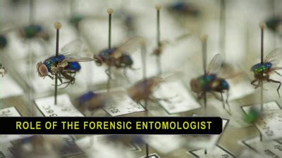 Forensic Entomology - History of Forensic Entomology