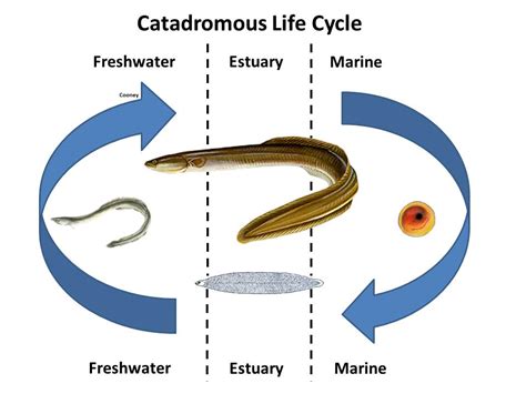 The Fisheries Blog: Can you say Anadromous, Catadromous, Amphidromous, Oceanodromous, or ...