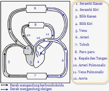 Gambar Sistem Peredaran Darah Besar – analisis