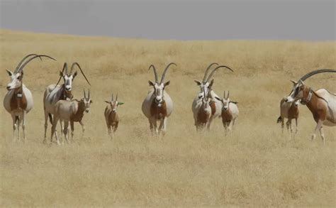 Scmitar-horned Oryx introductions | Whipsnade Zoo