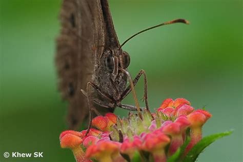 Butterflies of Singapore: The Butterfly Antennae