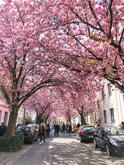 How To Visit the Cherry Blossoms Trees in Bonn - Hello Graciemo