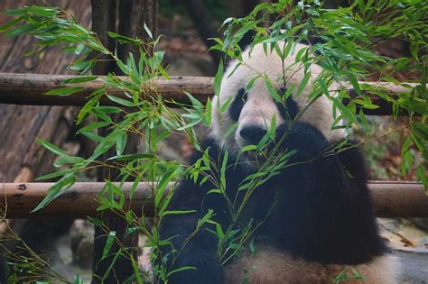 Giant Pandas Xing Er at Shanghai Zoo in 2018