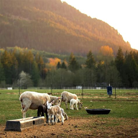 Ewes and Lambs 2 Photograph by Steve Keyser - Fine Art America