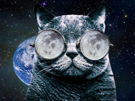 🔥 [50+] Cool Cat With Glasses Wallpapers | WallpaperSafari