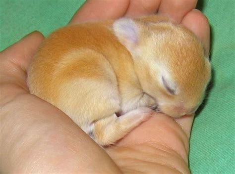 Sleeping bunny | Teh Cute - Cute puppies, cute kittens & other adorable cute animals