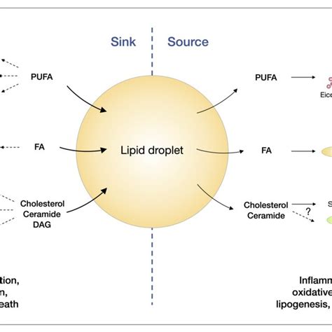 Lipid droplet formation is induced by ER stress to maintain lipid ...