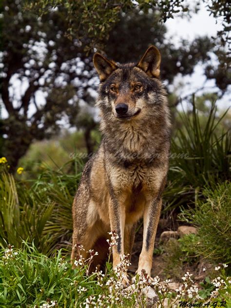 Lobo Iberico / Iberian wolf | © All rights reserved www.migu… | Flickr