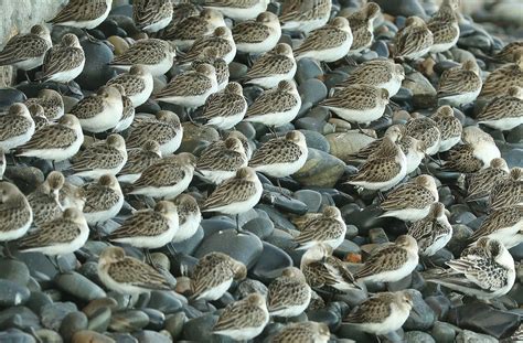 Download free photo of Sandpipers, beach, bind, wildlife, nature - from needpix.com