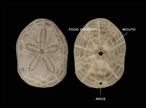 What's Inside A Sand Dollar? - Bubbly Diver