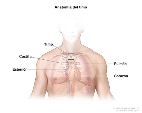 Operación posible Autónomo Evacuación timo en el cuerpo humano Amado ...