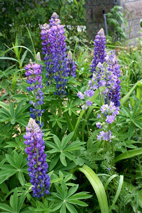 Purple Snapdragon Flowers – Photos Public Domain