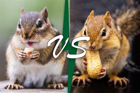 Chipmunk Vs Squirrel (10 Differences) - Wildlife Informer