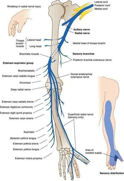 Post OP Elbow Brace | Radial nerve, Medical anatomy, Nerve anatomy