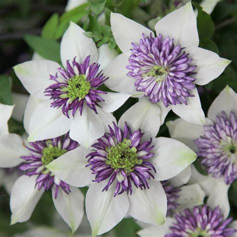 Buy clematis (group 2) Clematis florida var. florida sieboldiana: £22.99 Delivery by Crocus ...