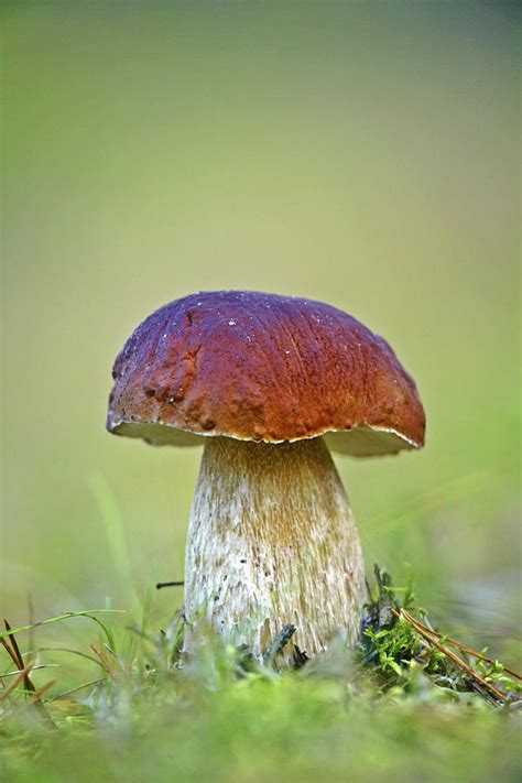 Cep Mushroom (boletus Edulis) Photograph by Bjorn Svensson - Fine Art ...