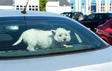 Dog in a Car Rear Window stock photo. Image of face, small - 14872134