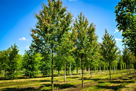 Summer Red Maple Trees For Sale | The Tree Center