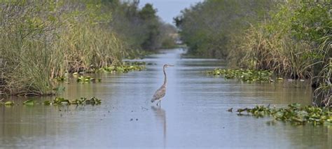 - Fish & Wildlife Foundation of Florida