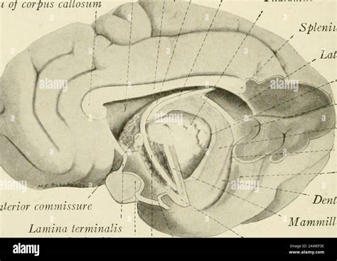 Commissure of fornix hi-res stock photography and images - Alamy