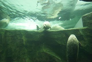 CUTE SEAL | @ Asahikawa zoo, Asahiyama, Hokkaido, Japan | Hsuanya Tsai | Flickr