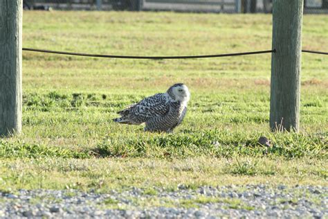 Snowy Owl - North-Central Texas Birds