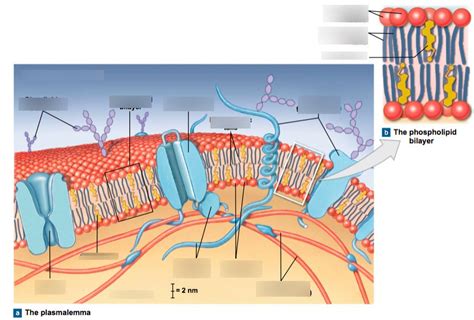 Plasma membrane/plasmalemma Diagram | Quizlet