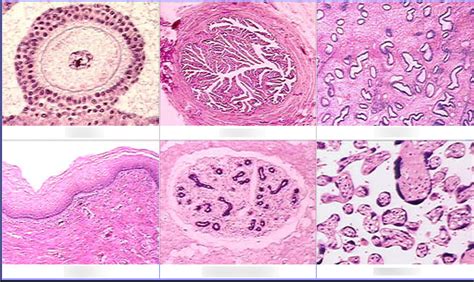 Female Reproductive Histology Diagram | Quizlet