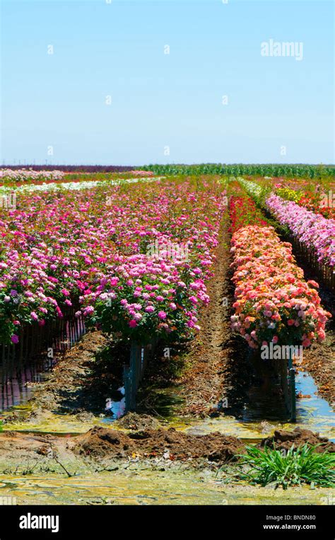 Rose farm near Wasco, California USA Stock Photo - Alamy