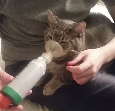 An Asthmatic Cat Calmly Breathes In Medicine From a Modified Inhaler