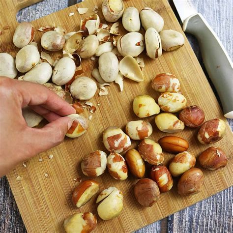 Jackfruit Seeds Sprouted Jack Seeds Artocarpus Heterophyllus | Etsy