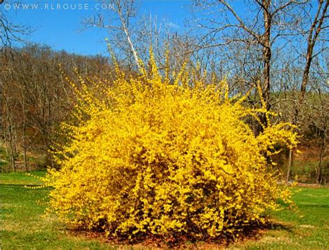 Our Huge Forsythia Bush