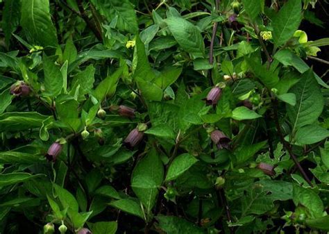 Poisonous plants: Belladonna, Nightshade is the celebrity of deadly flora.