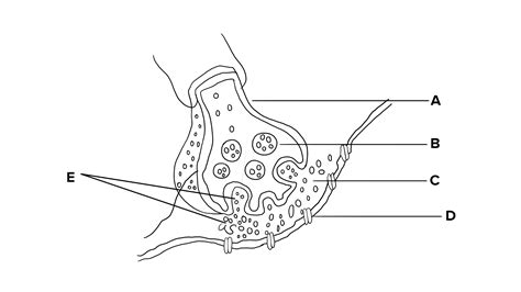 In the following diagram showing axon terminal and synapse A, B, C, D and E respectively represents: